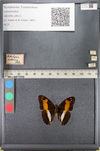 Media type: image;   Entomology 141028